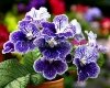 Streptocarpus DEM-VENICE - DEM-VENETSIYA